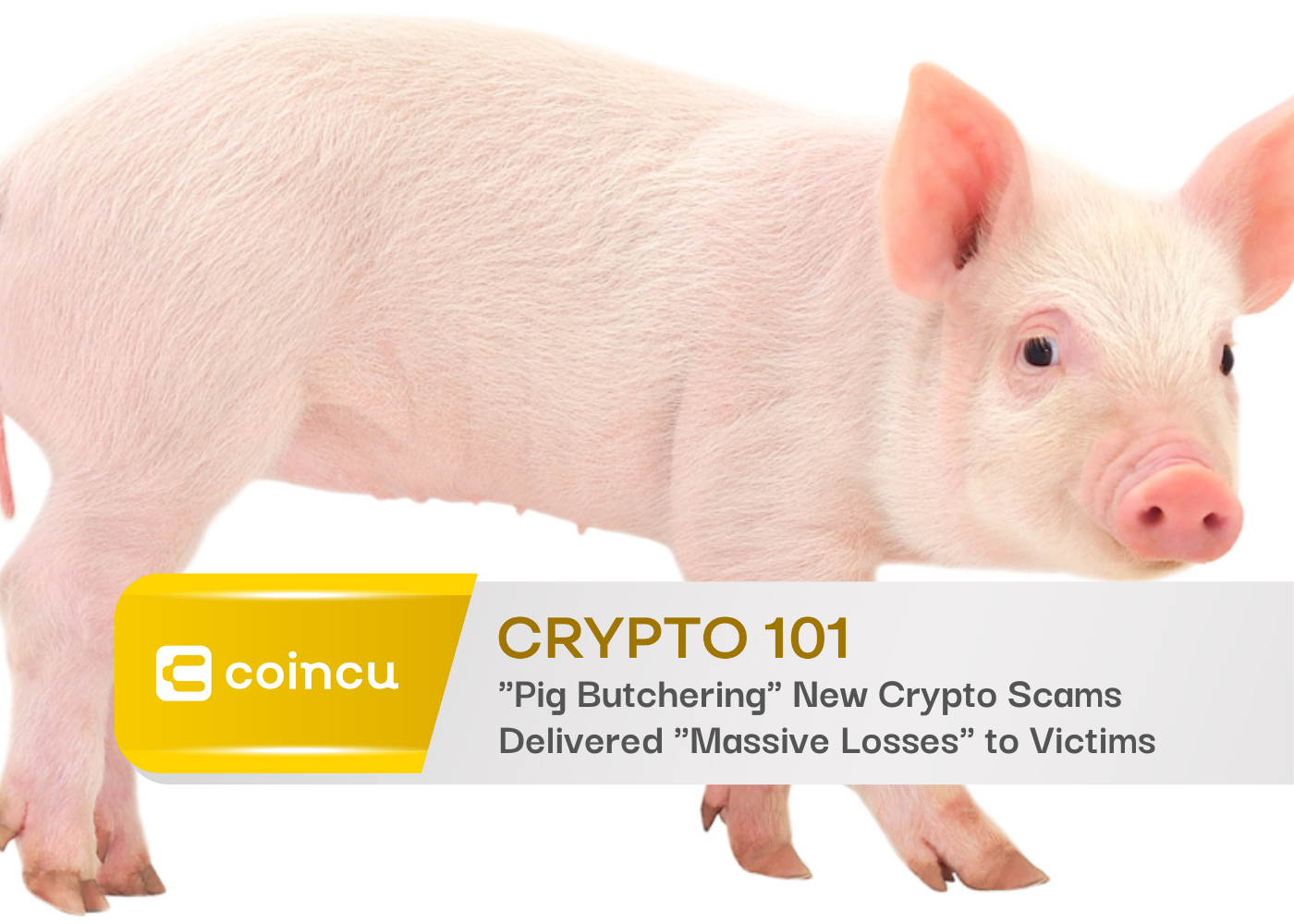 "Pig Butchering" New Crypto Scams Delivered "Massive Losses" to Victims