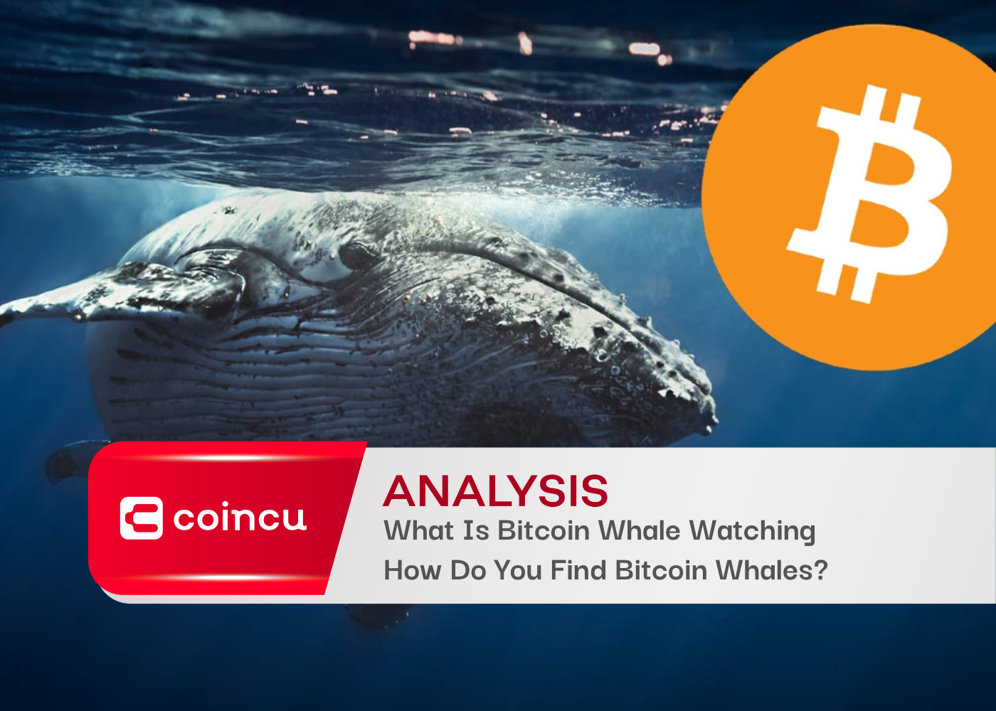 What Is Bitcoin Whale Watching And How Do You Find Bitcoin Whales?
